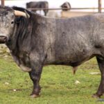 Victoriano Martin, encierro reseñado para Castellón