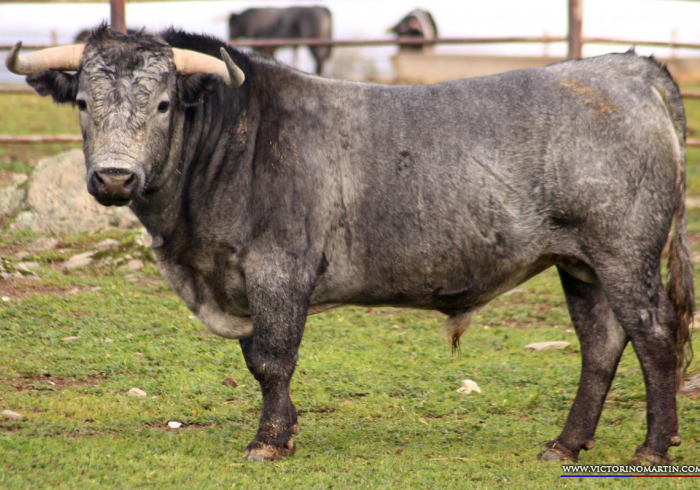 Victoriano Martin, encierro reseñado para Castellón