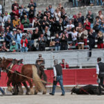 Arles - Novillada sin picadores matinal - Sábado 31 de marzo de 2018