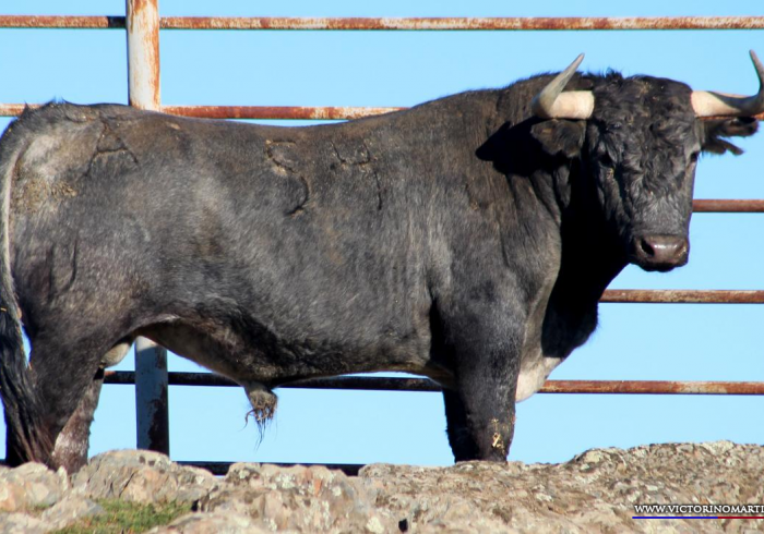 Victoriano Martin, encierro reseñado para Castellón
