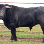 Victoriano Martin, encierro reseñado para Castellón