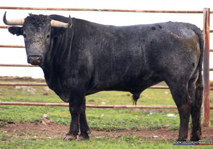 Victoriano Martin, encierro reseñado para Castellón