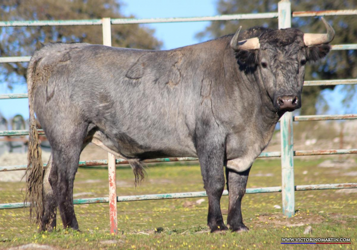 Victoriano Martin, encierro reseñado para Castellón