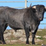 Victoriano Martin, encierro reseñado para Castellón