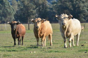 Toros de Prieto de la Cal, en una imagen de archivo. (Foto: J. Porcar)
