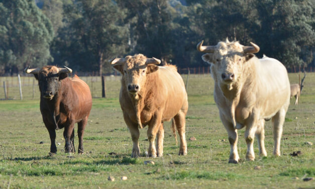 Programado el primer festejo de rejones de la temporada en España
