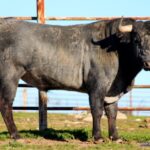 Victoriano Martin, encierro reseñado para Castellón