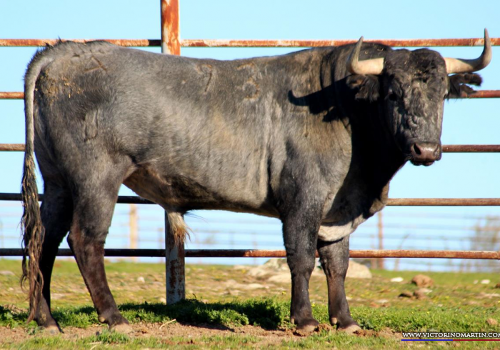 Victoriano Martin, encierro reseñado para Castellón