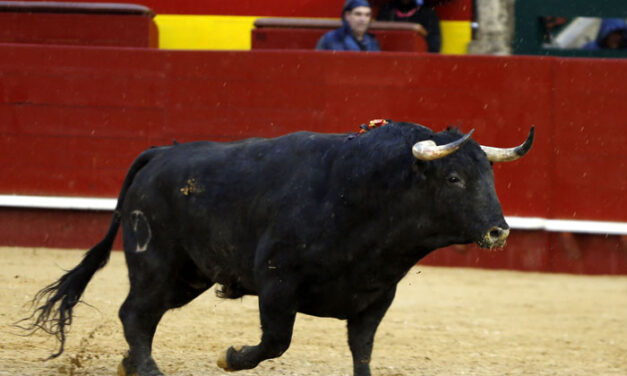 Fallas 2023: en el principio de todo está el toro