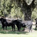 Dolores Aguirre. Camada 2018