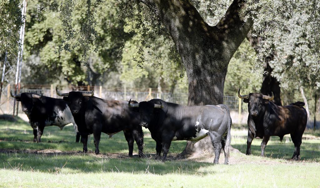 Dolores Aguirre. Camada 2018