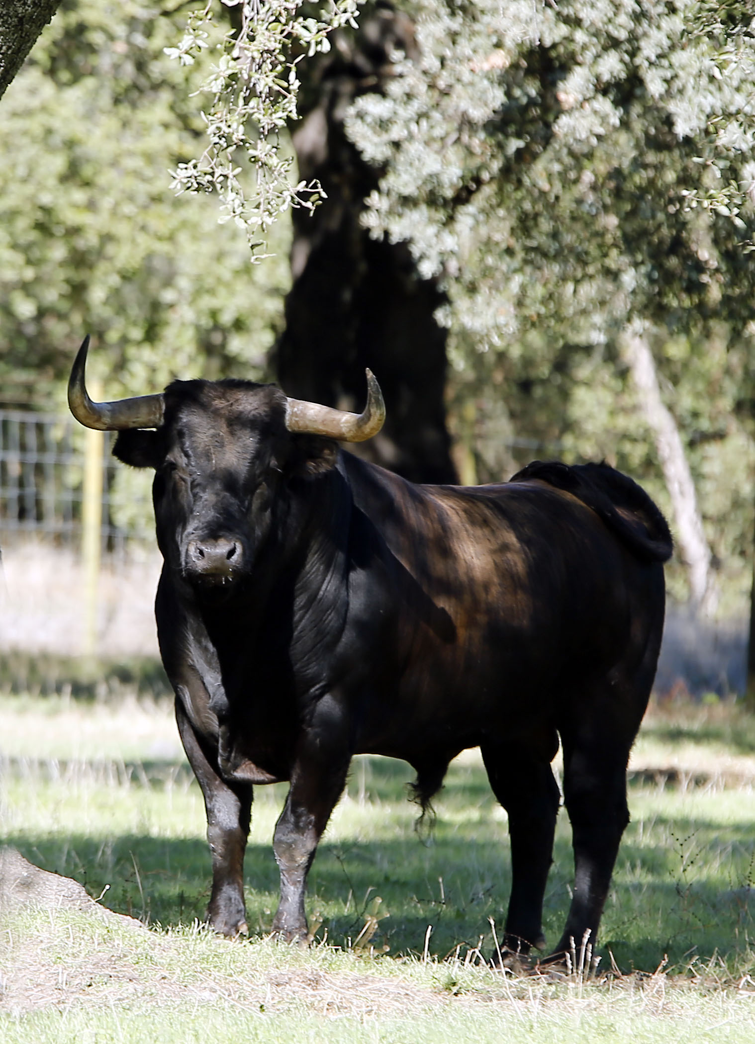 Dolores Aguirre. Camada 2018