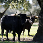 Dolores Aguirre. Camada 2018