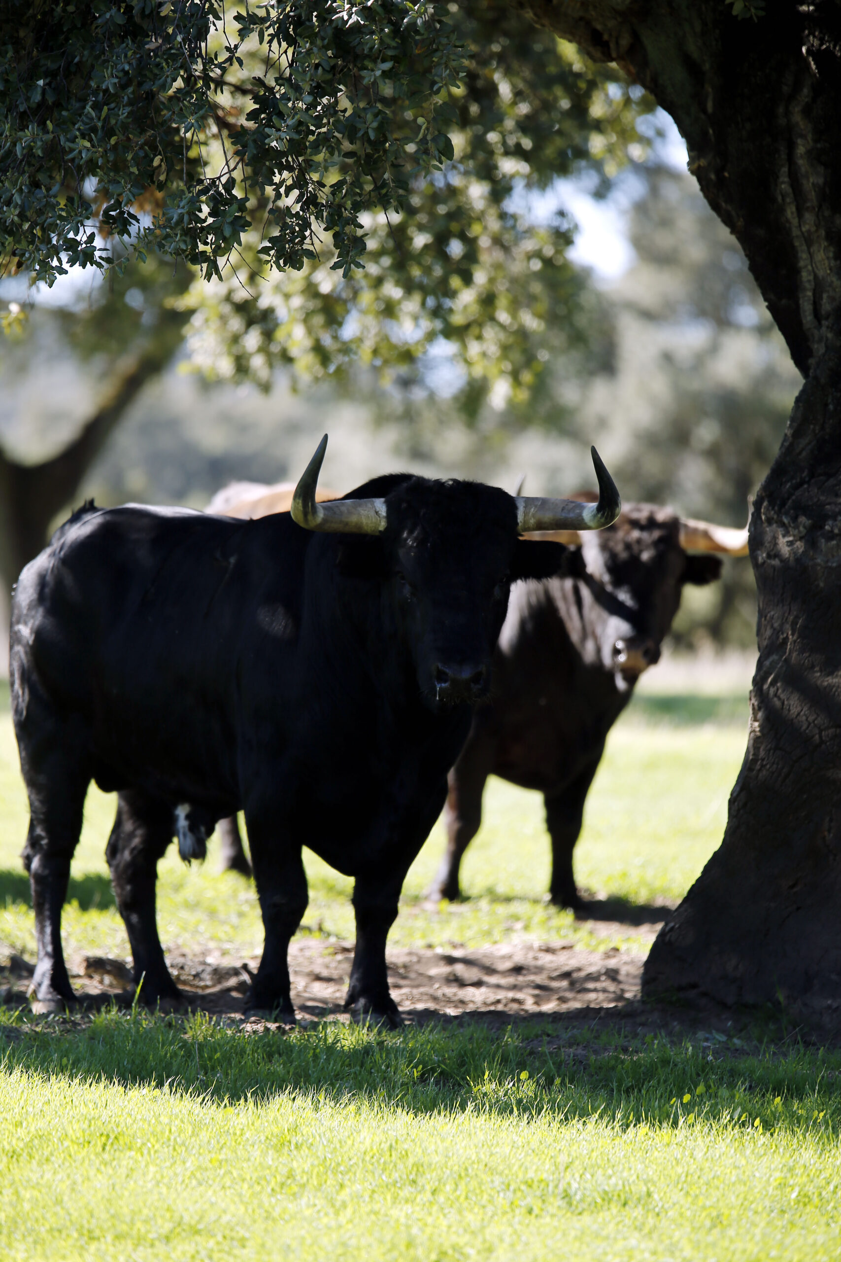 Dolores Aguirre. Camada 2018