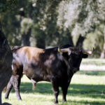 Dolores Aguirre. Camada 2018