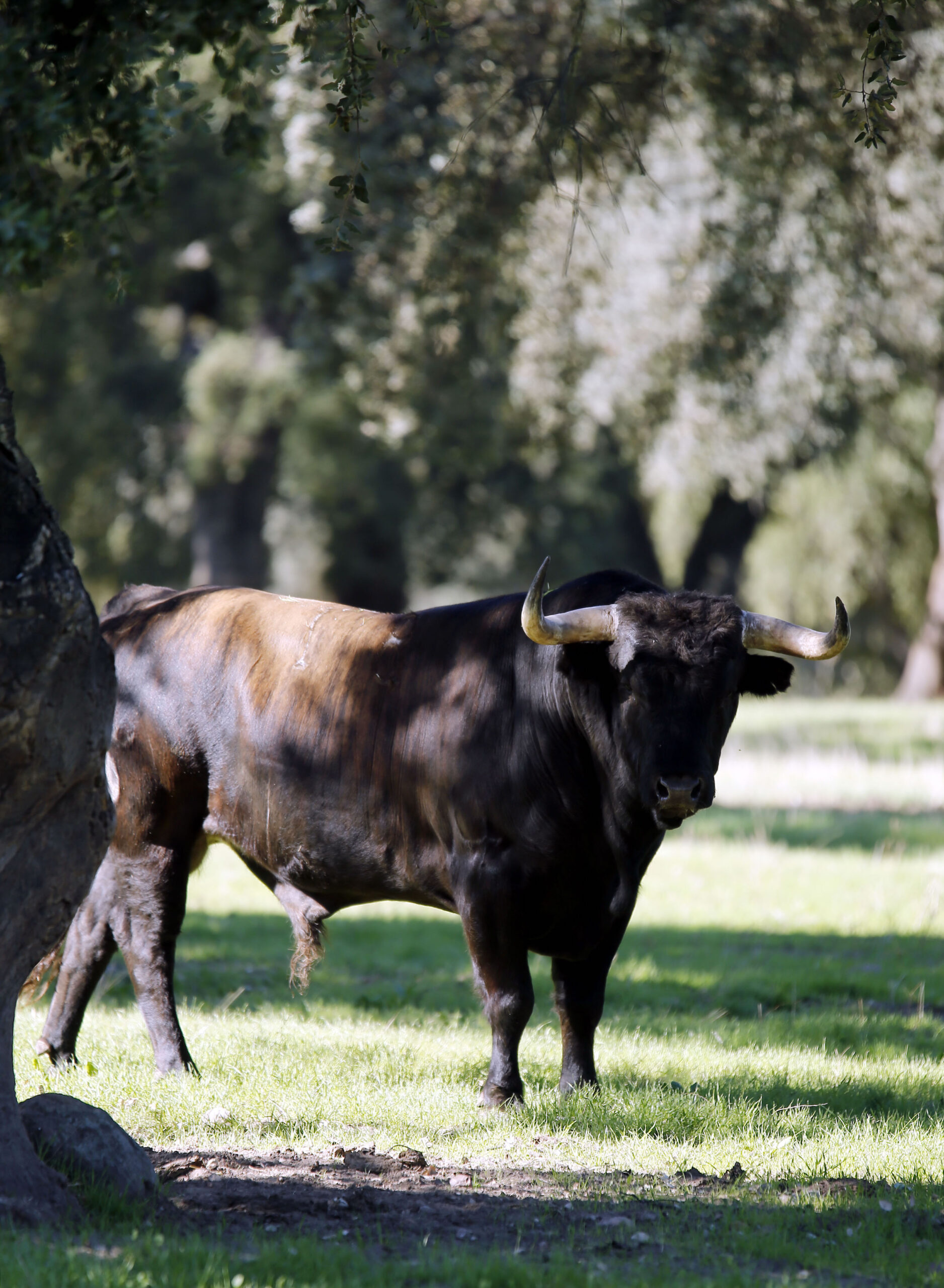 Dolores Aguirre. Camada 2018