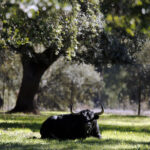 Dolores Aguirre. Camada 2018