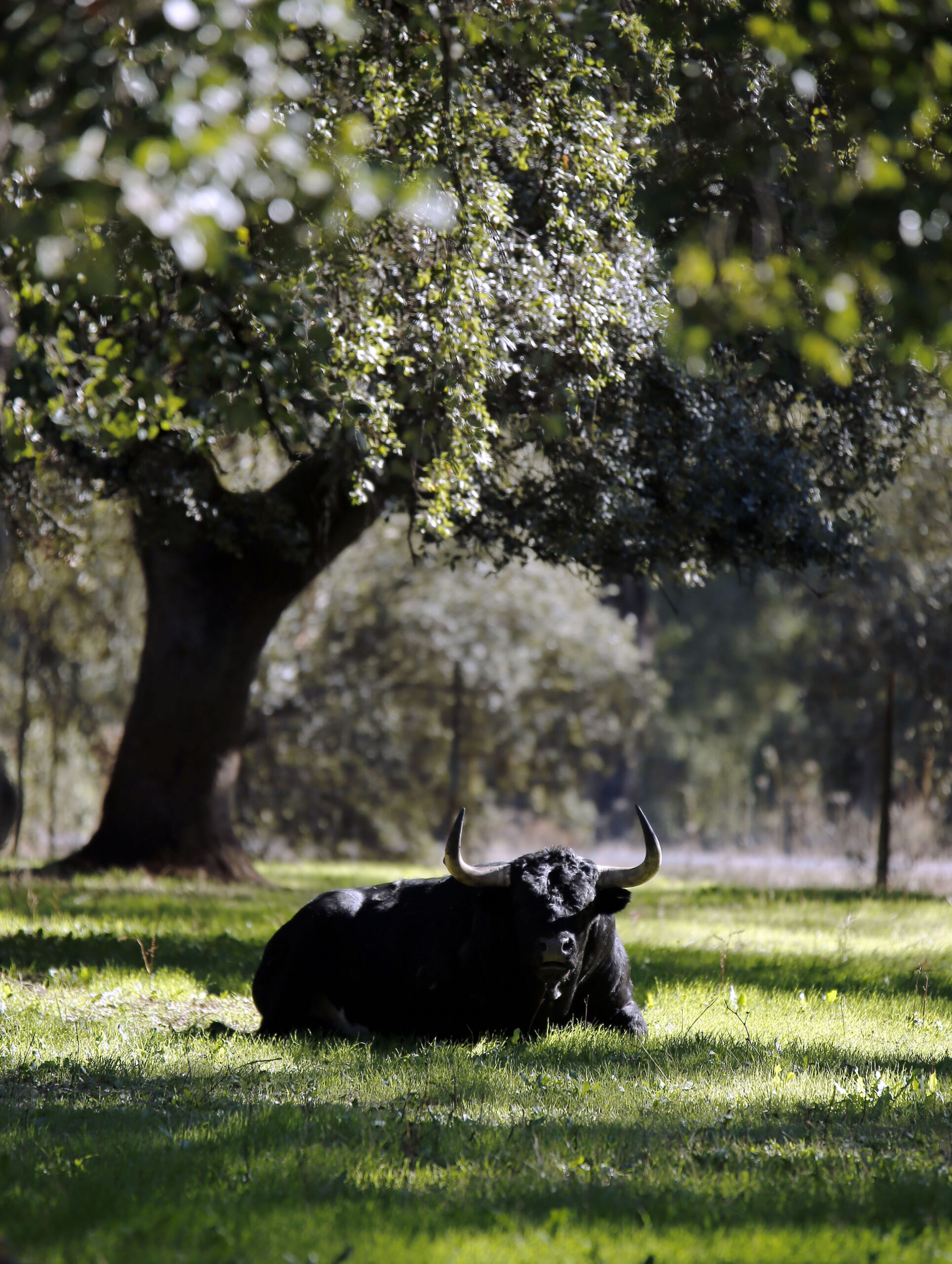 Dolores Aguirre. Camada 2018