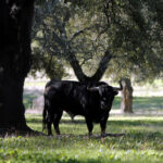 Dolores Aguirre. Camada 2018