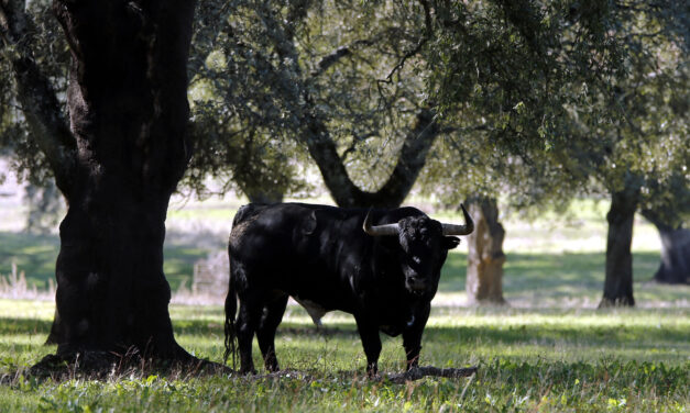 La Real Unión de Criadores se reúne con la Consejería de Agricultura Ganadería y Desarrollo Rural de la Junta de Castilla y León