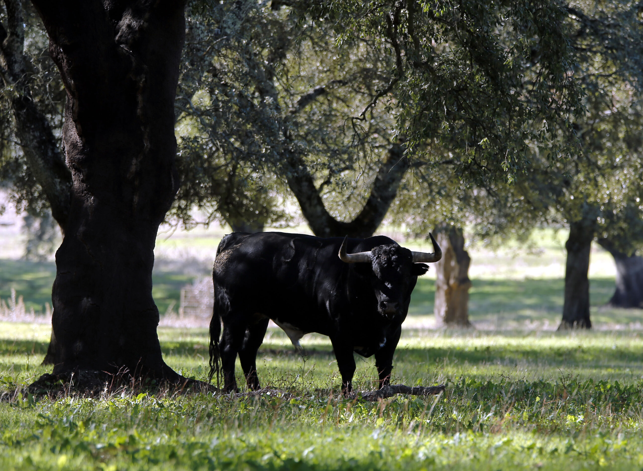 Dolores Aguirre. Camada 2018