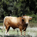 Dolores Aguirre. Camada 2018