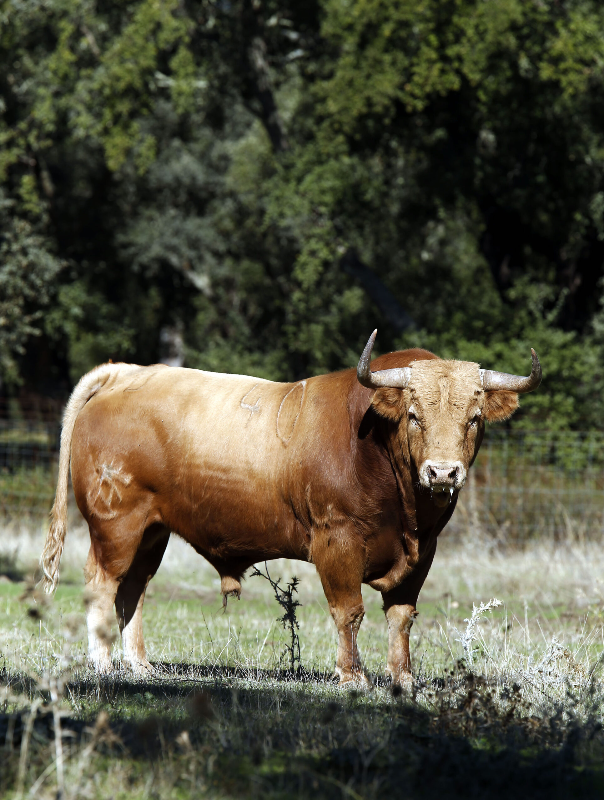 Dolores Aguirre. Camada 2018