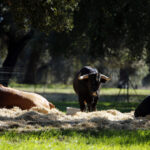 Dolores Aguirre. Camada 2018