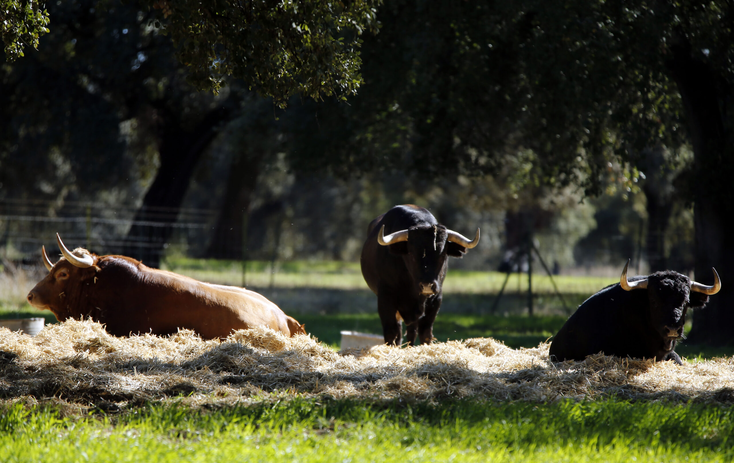 Dolores Aguirre. Camada 2018