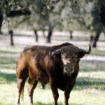 Dolores Aguirre. Camada 2018