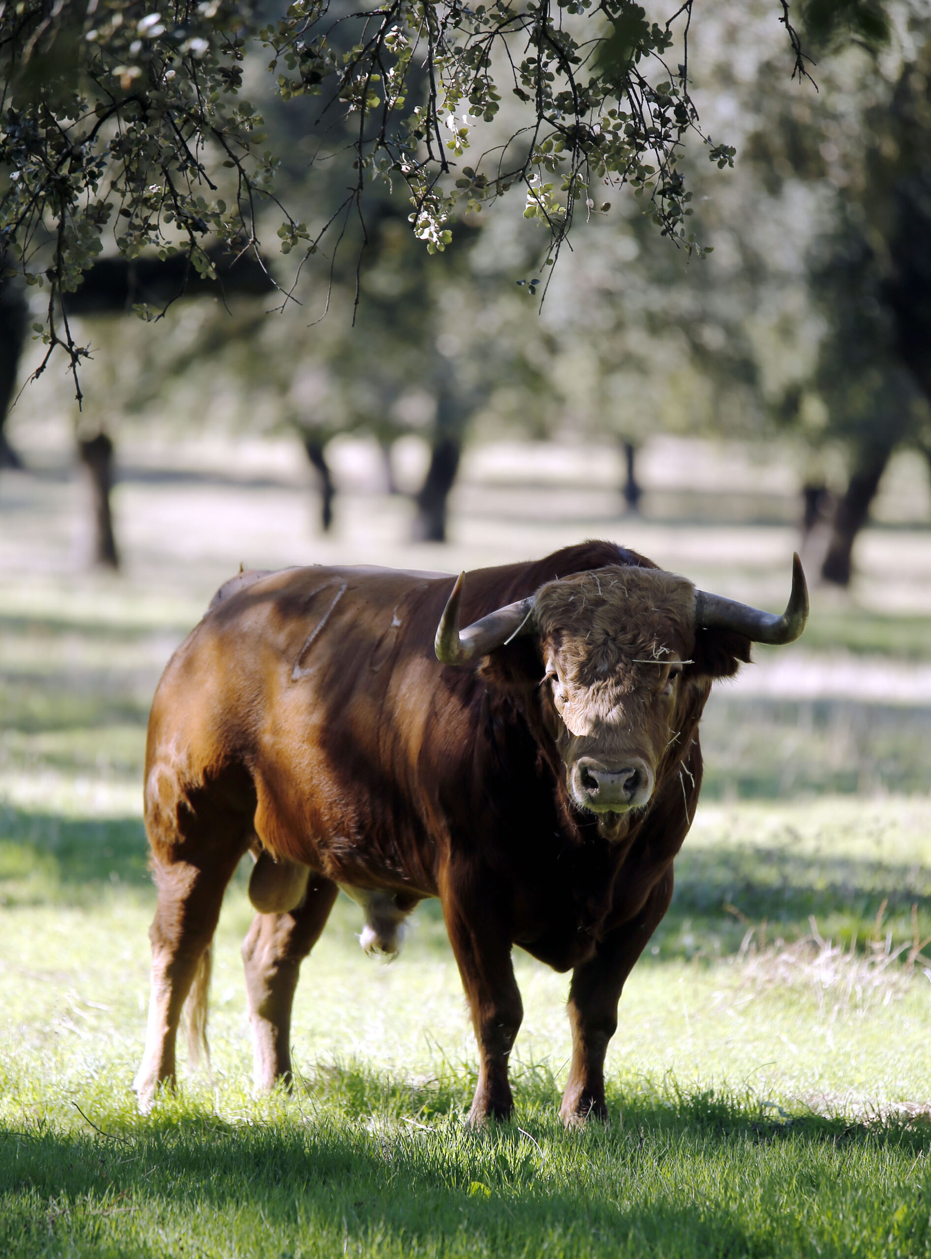 Dolores Aguirre. Camada 2018
