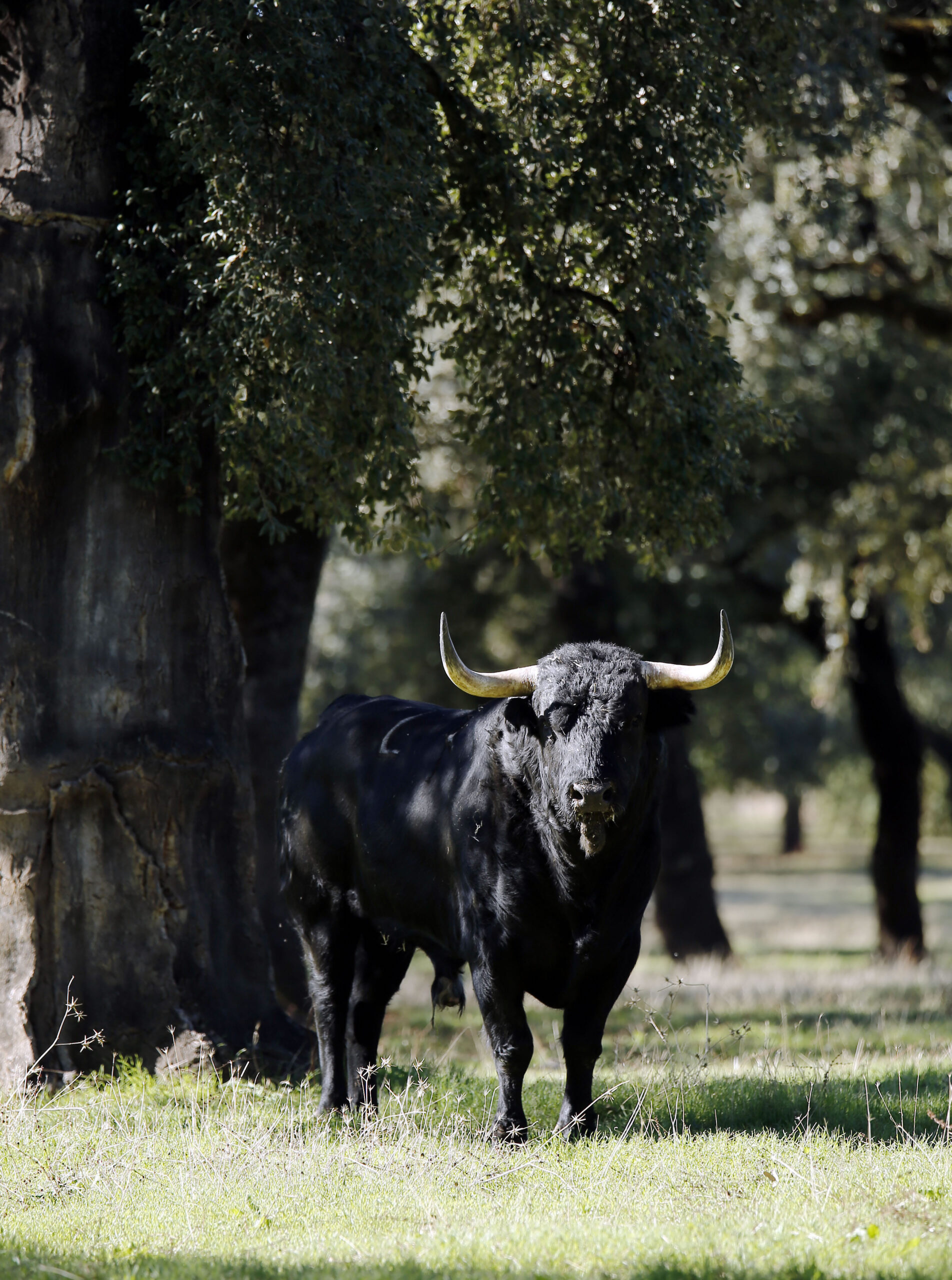 Dolores Aguirre. Camada 2018