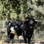 Dolores Aguirre. Camada 2018