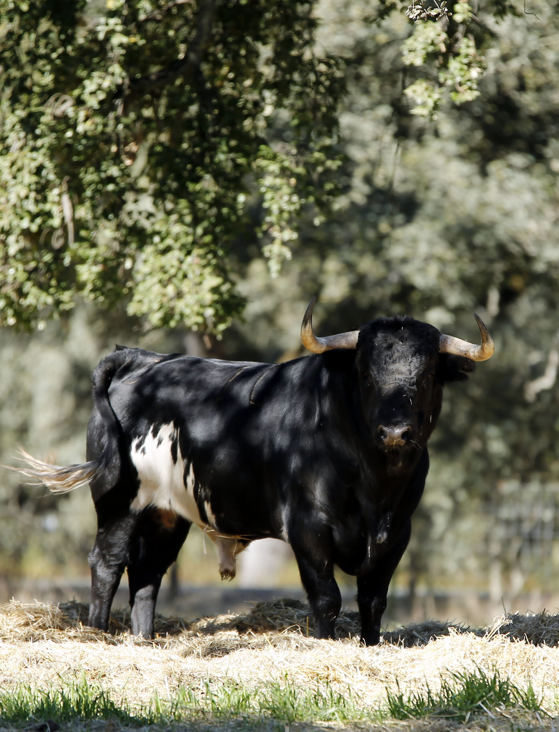 Dolores Aguirre. Camada 2018