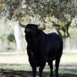 Dolores Aguirre. Camada 2018