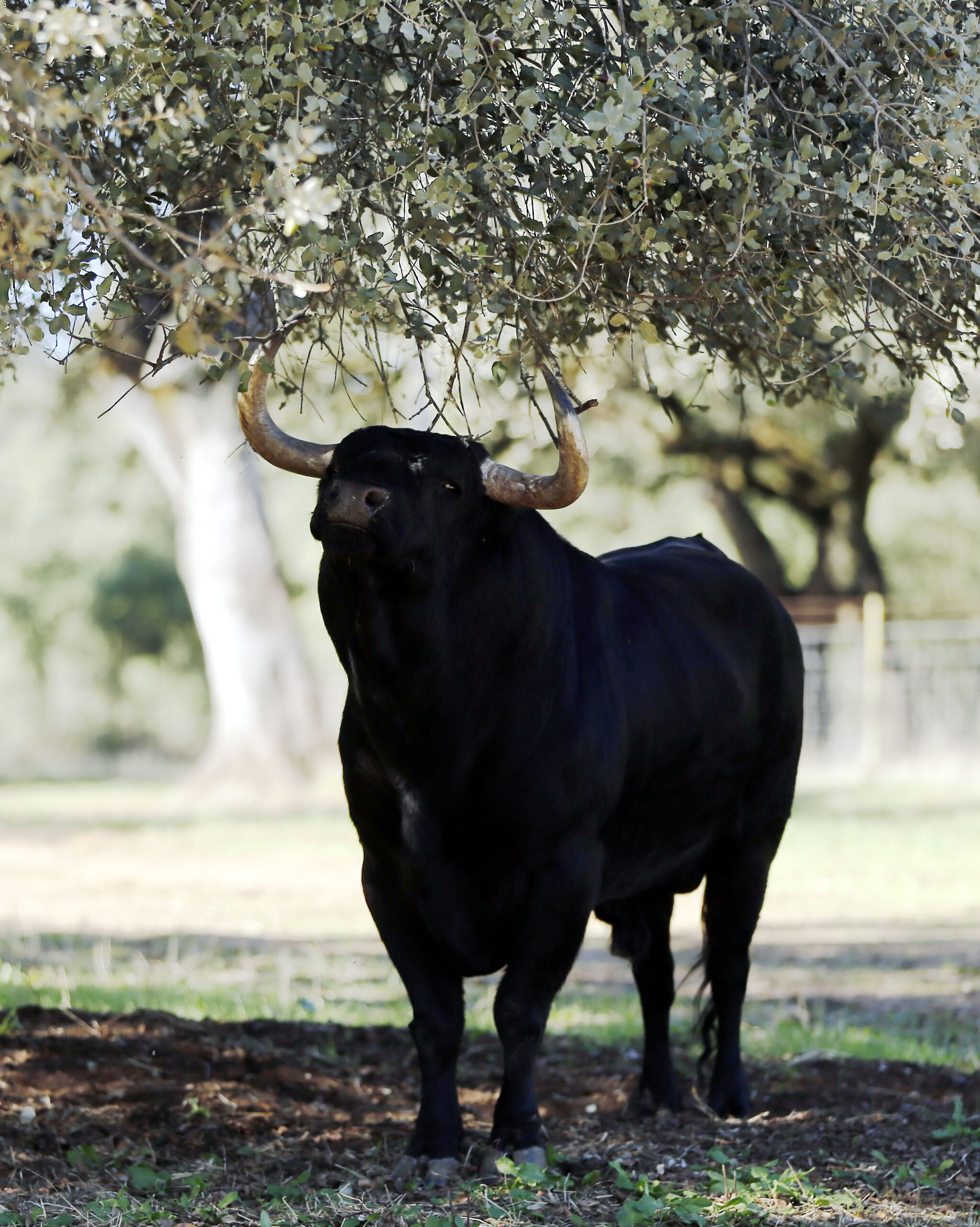 Dolores Aguirre. Camada 2018