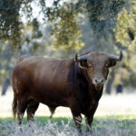 Dolores Aguirre. Camada 2018