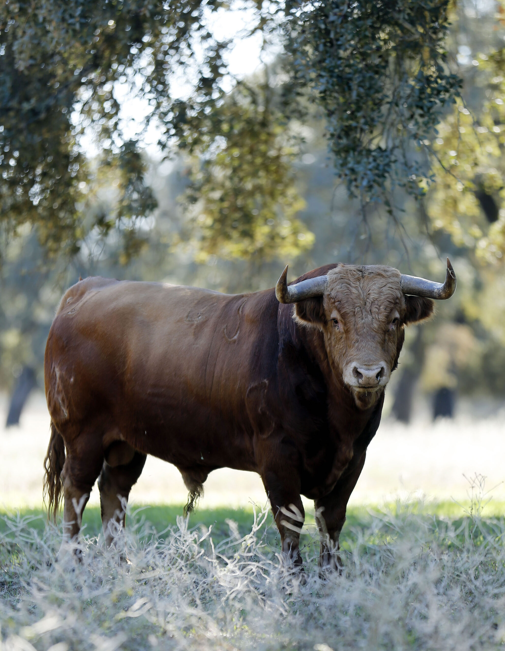Dolores Aguirre. Camada 2018