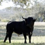 Dolores Aguirre. Camada 2018