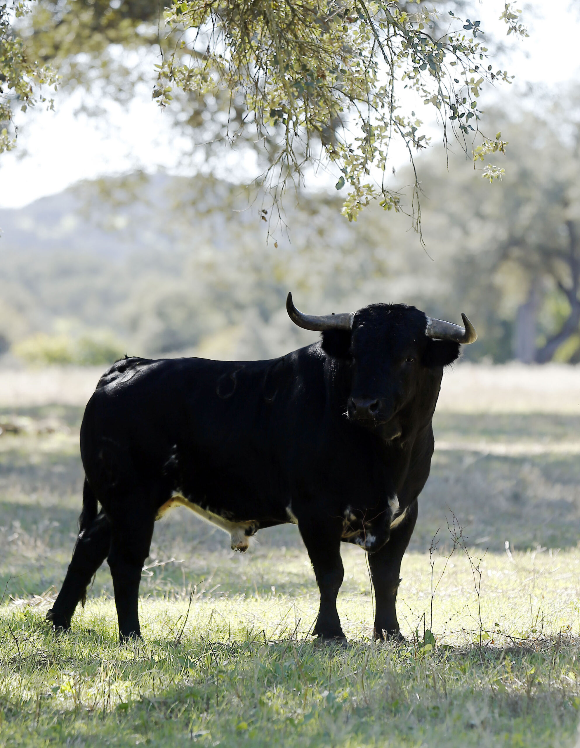 Dolores Aguirre. Camada 2018