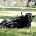 Dolores Aguirre. Camada 2018