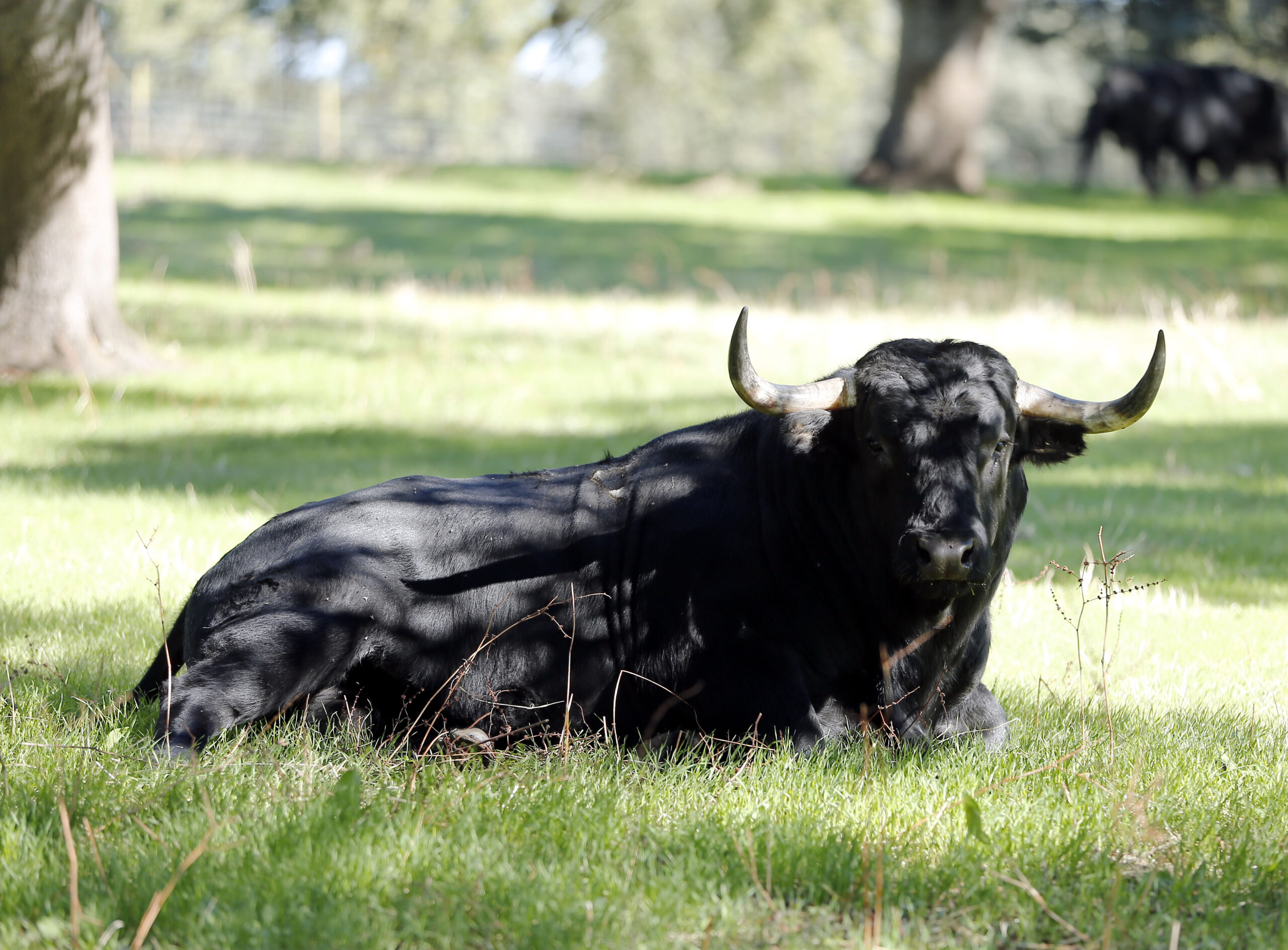 Dolores Aguirre. Camada 2018