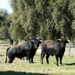 Dolores Aguirre. Camada 2018