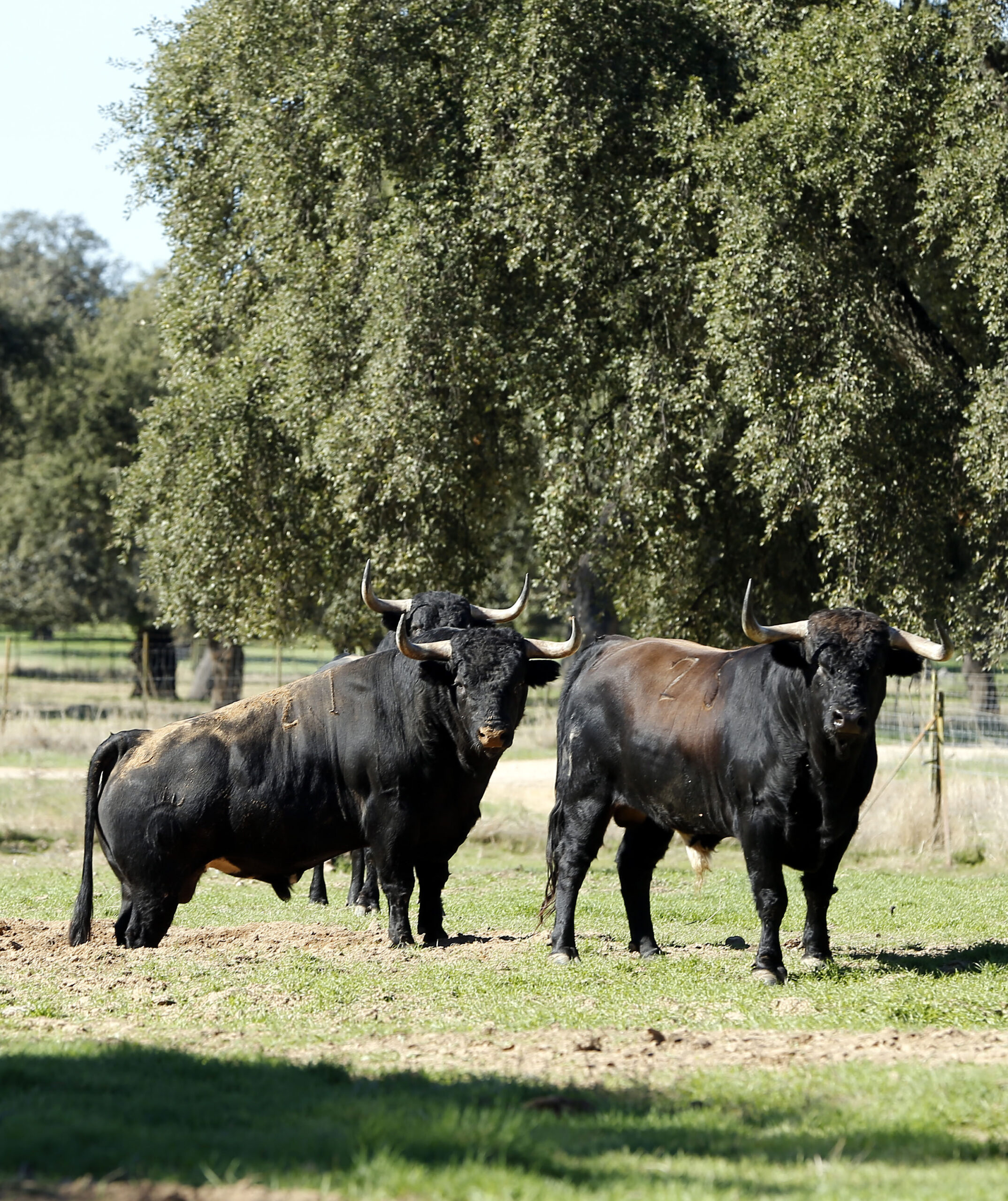 Dolores Aguirre. Camada 2018