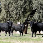 Dolores Aguirre. Camada 2018