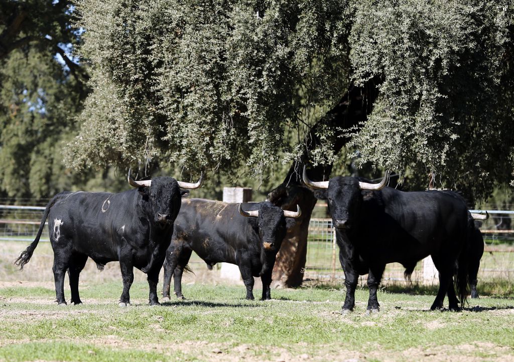 Dolores Aguirre. Camada 2018