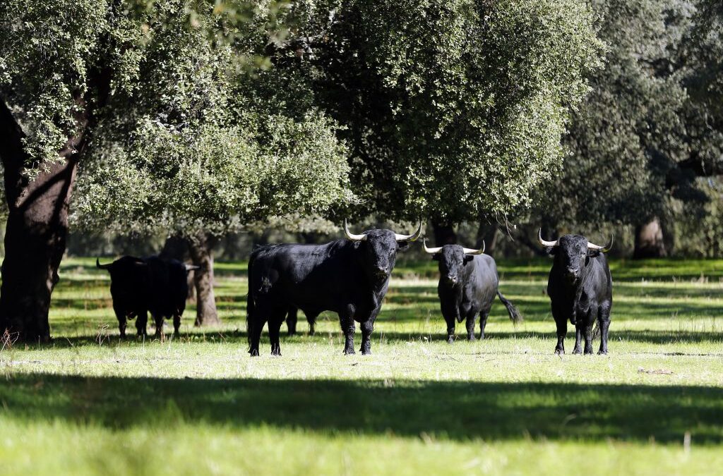 Nuevo organigrama en la Real Unión de Criadores de Toros de Lidia