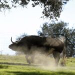 Dolores Aguirre. Camada 2018