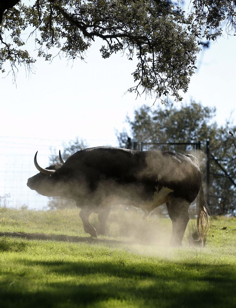 Dolores Aguirre. Camada 2018