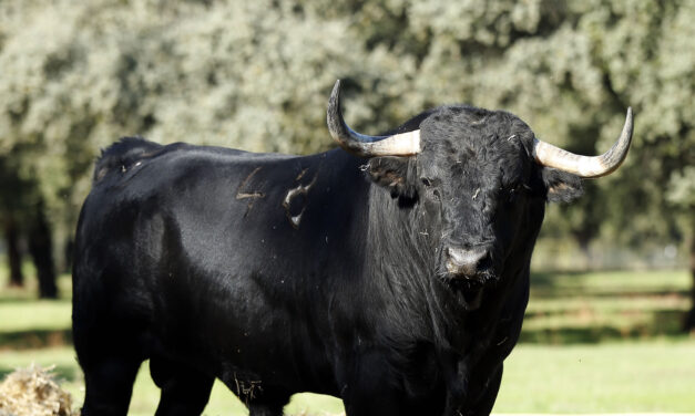 Saint Martin de Crau define fechas y ganaderías para la próxima temporada